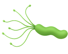 Хеликобактери пилори