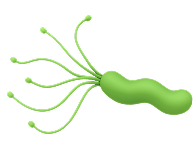 Хеликобактери пилори