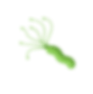 Хеликобактери пилори