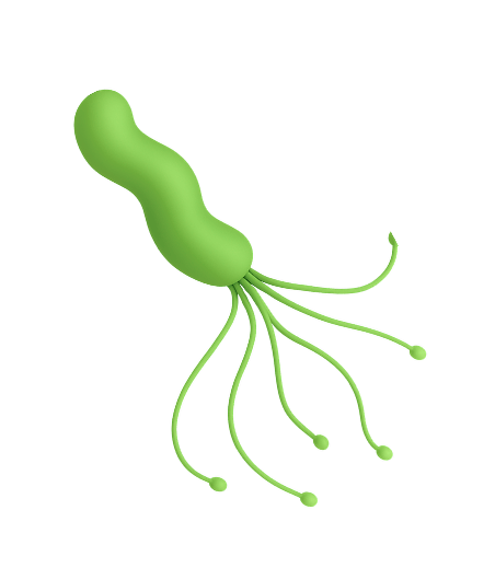 Хеликобактери пилори