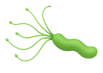 Хеликобактери пилори