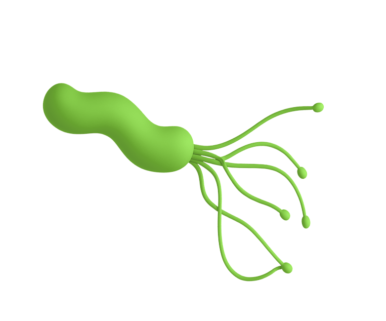 Хеликобактер пилори