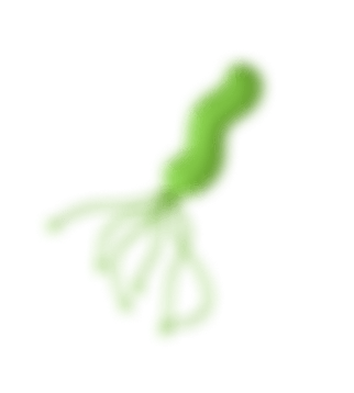 Хеликобактер пилори