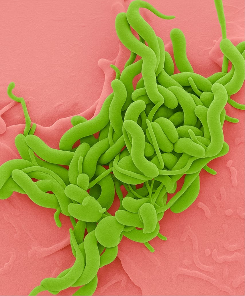 Хеликобактер пилори