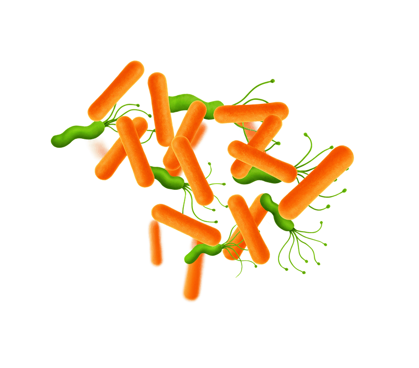 Действие Хелинорм на Хеликобактер пилори