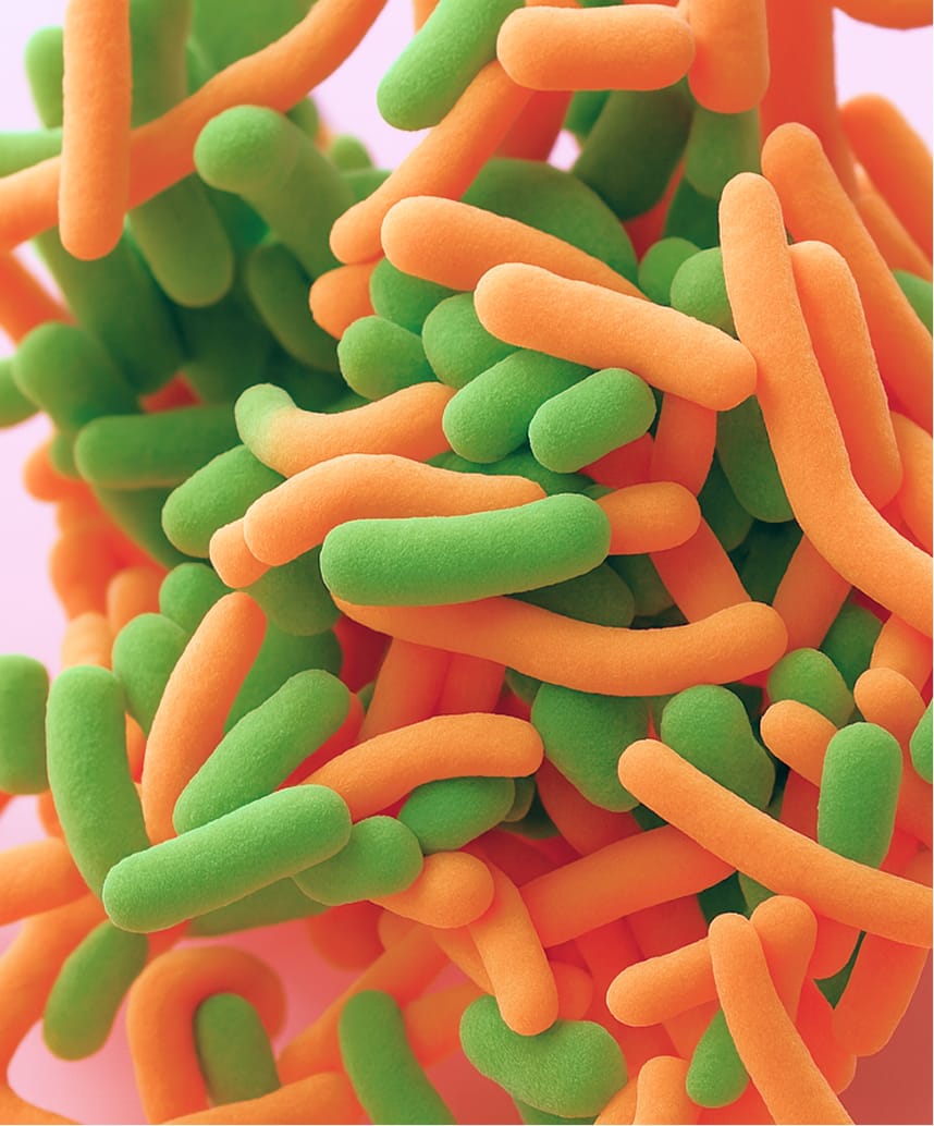 Штамм лактобактерии реутери DSM 17648